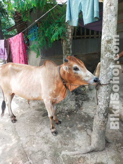 কোরবানির গরু